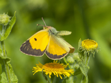 Clouded Yellow 2013 - Bob Clift